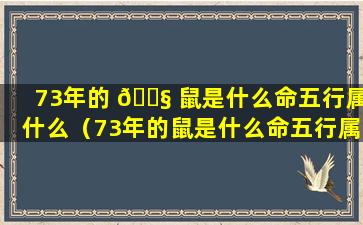 73年的 🐧 鼠是什么命五行属什么（73年的鼠是什么命五行属什么属性）